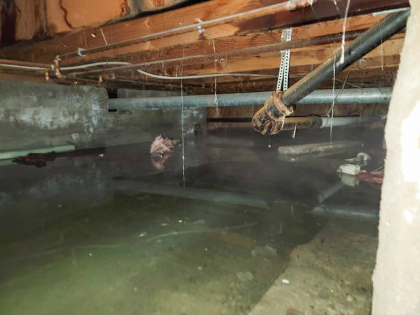 Best Water damage restoration process  in Pelahatchie, MS