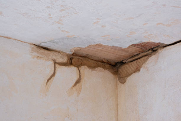 Best Water damage restoration specialists  in Pelahatchie, MS